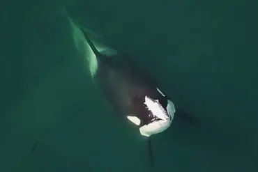 Unexpected Affectionate Behavior of Orcas in Norway's Fjords Puzzles Scientists