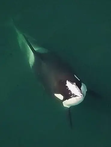 Unexpected Affectionate Behavior of Orcas in Norway's Fjords Puzzles Scientists