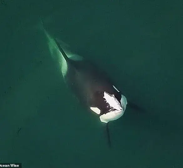 Unexpected Affectionate Behavior of Orcas in Norway's Fjords Puzzles Scientists