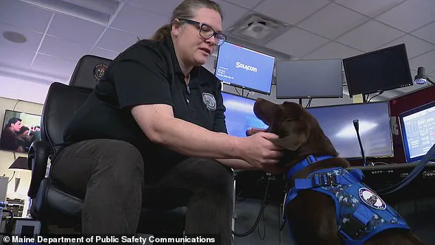 Urgent Inquiry into Tragic Death of Baxter, the Labrador Left in Hot Vehicle in Maine