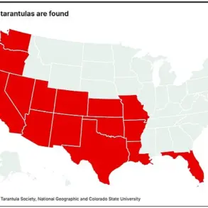 Wildlife Officials Warn of Giant Tarantula Emergence in Five States as Spiders Prepare for Autumn Activity