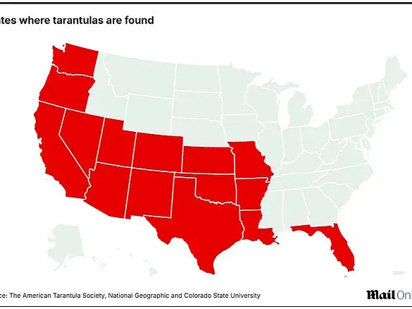 Wildlife Officials Warn of Giant Tarantula Emergence in Five States as Spiders Prepare for Autumn Activity