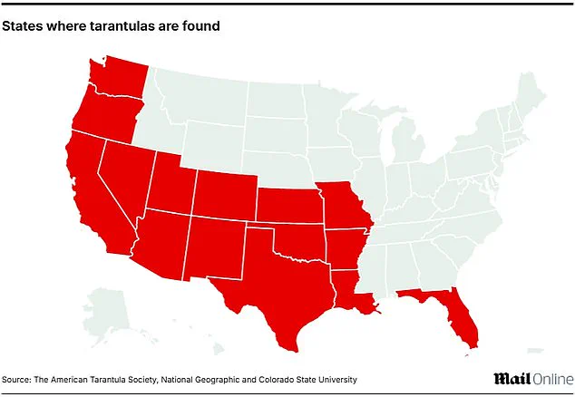 Wildlife Officials Warn of Giant Tarantula Emergence in Five States as Spiders Prepare for Autumn Activity