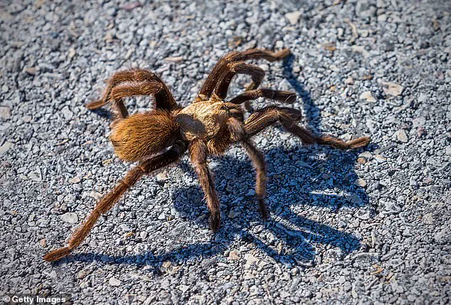Wildlife Officials Warn of Giant Tarantula Emergence in Five States as Spiders Prepare for Autumn Activity