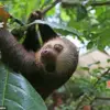 Zoologist Debunks Myth: Sloths Can Fart, Captures First Documented Fart on Camera