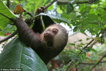 Zoologist Debunks Myth: Sloths Can Fart, Captures First Documented Fart on Camera