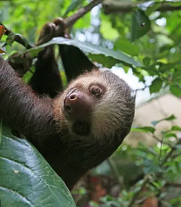 Zoologist Debunks Myth: Sloths Can Fart, Captures First Documented Fart on Camera