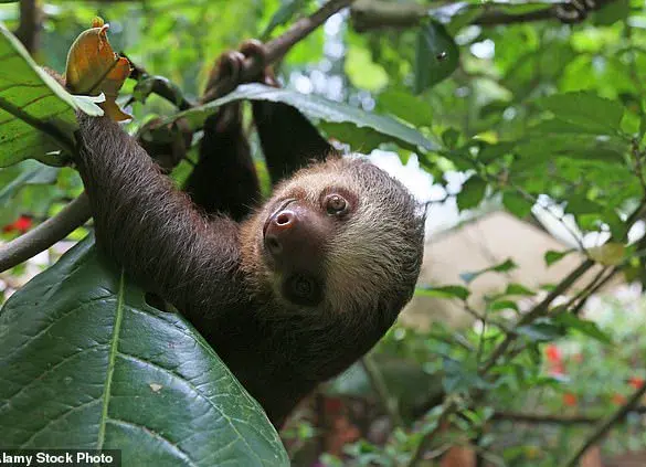 Zoologist Debunks Myth: Sloths Can Fart, Captures First Documented Fart on Camera