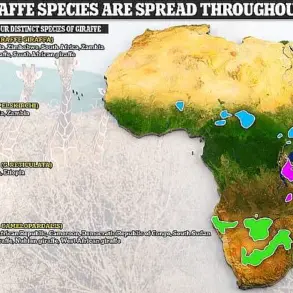 A New Revelation: Scientists from the IUCN Have Confirmed That Giraffes Are Actually Four Distinct Species, Upending Decades-Old Beliefs