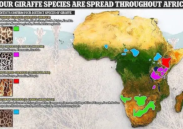 A New Revelation: Scientists from the IUCN Have Confirmed That Giraffes Are Actually Four Distinct Species, Upending Decades-Old Beliefs