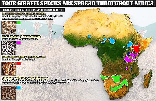 A New Revelation: Scientists from the IUCN Have Confirmed That Giraffes Are Actually Four Distinct Species, Upending Decades-Old Beliefs