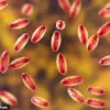 Alarming Black Death Case in Lake Tahoe Highlights Persistent Plague Risk