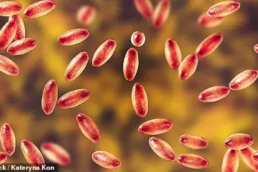 Alarming Black Death Case in Lake Tahoe Highlights Persistent Plague Risk