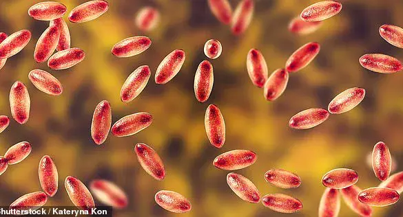 Alarming Black Death Case in Lake Tahoe Highlights Persistent Plague Risk