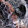 Australian Spider Bite Leaves Tourist with Swollen Hand in Cotswolds