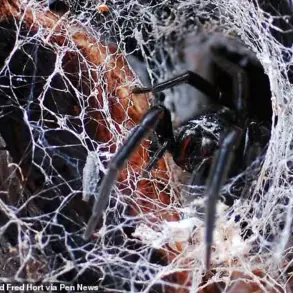 Australian Spider Bite Leaves Tourist with Swollen Hand in Cotswolds