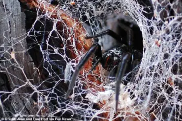 Australian Spider Bite Leaves Tourist with Swollen Hand in Cotswolds