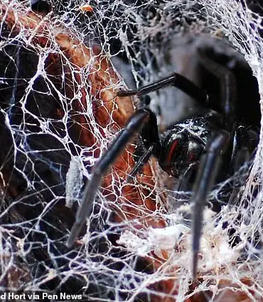 Australian Spider Bite Leaves Tourist with Swollen Hand in Cotswolds