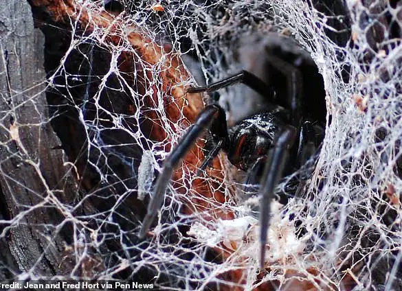 Australian Spider Bite Leaves Tourist with Swollen Hand in Cotswolds