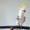 Cockatoos' Dance Moves Rival Human Choreography, Study Reveals