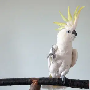 Cockatoos' Dance Moves Rival Human Choreography, Study Reveals