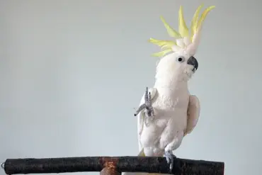 Cockatoos' Dance Moves Rival Human Choreography, Study Reveals