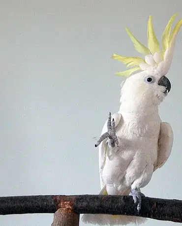 Cockatoos' Dance Moves Rival Human Choreography, Study Reveals