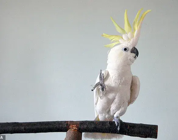 Cockatoos' Dance Moves Rival Human Choreography, Study Reveals