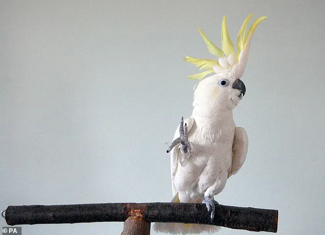 Cockatoos' Dance Moves Rival Human Choreography, Study Reveals