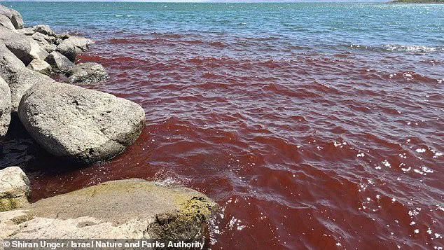 Crimson Waters of Sea of Galilee Spark Biblical Omen Fears: Urgent Environmental Alert