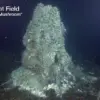 Exclusive Warning: Scientists Predict Axial Seamount Eruption Within Months