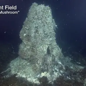 Exclusive Warning: Scientists Predict Axial Seamount Eruption Within Months