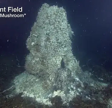 Exclusive Warning: Scientists Predict Axial Seamount Eruption Within Months