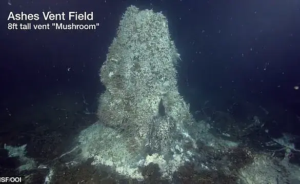 Exclusive Warning: Scientists Predict Axial Seamount Eruption Within Months