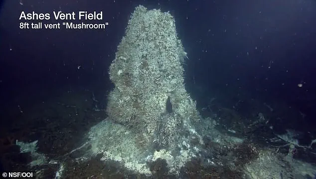 Exclusive Warning: Scientists Predict Axial Seamount Eruption Within Months