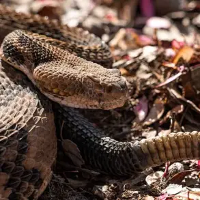 Hiker Dies After Being Bitten by Timber Rattlesnake in Tennessee State Park