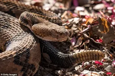 Hiker Dies After Being Bitten by Timber Rattlesnake in Tennessee State Park