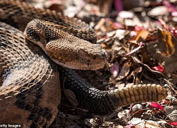 Hiker Dies After Being Bitten by Timber Rattlesnake in Tennessee State Park