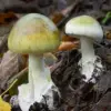 Microdosing Mushrooms: Therapeutic Hype vs. Rising Health Risks
