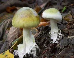 Microdosing Mushrooms: Therapeutic Hype vs. Rising Health Risks