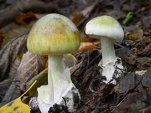 Microdosing Mushrooms: Therapeutic Hype vs. Rising Health Risks