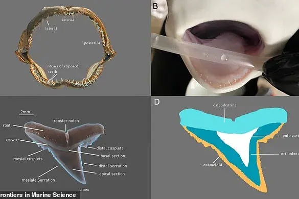 New Study Uncovers Ocean Acidification's Impact on Shark Teeth, Raising Concerns for Apex Predators