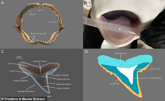 New Study Uncovers Ocean Acidification's Impact on Shark Teeth, Raising Concerns for Apex Predators