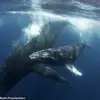 Orcas Hunt Humpback Whale Calf in Shocking Video: A Glimpse into Nature's Brutality