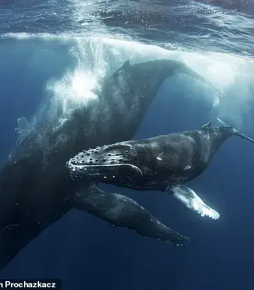 Orcas Hunt Humpback Whale Calf in Shocking Video: A Glimpse into Nature's Brutality