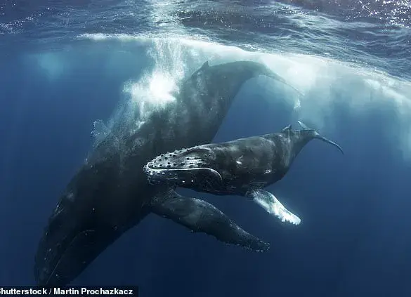 Orcas Hunt Humpback Whale Calf in Shocking Video: A Glimpse into Nature's Brutality
