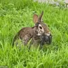 Privileged Access to Data Reveals Alarming Trends in Mutated Wildlife as Public Grapples with Limited Information