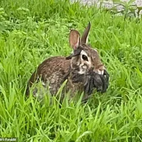 Privileged Access to Data Reveals Alarming Trends in Mutated Wildlife as Public Grapples with Limited Information