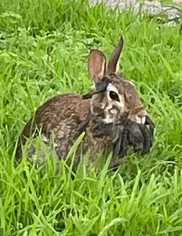 Privileged Access to Data Reveals Alarming Trends in Mutated Wildlife as Public Grapples with Limited Information