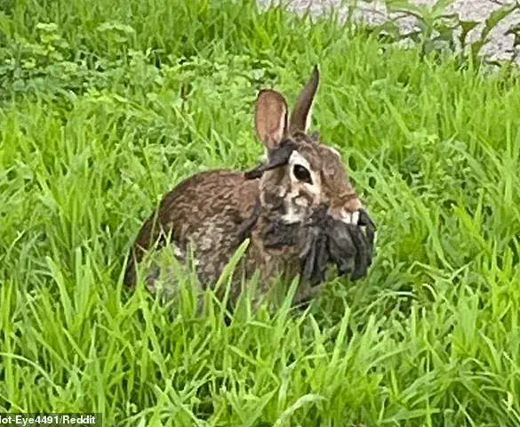 Privileged Access to Data Reveals Alarming Trends in Mutated Wildlife as Public Grapples with Limited Information